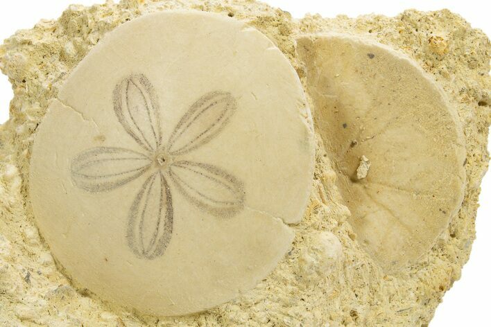 Two Fossil Sand Dollars (Scutella) - France #317752